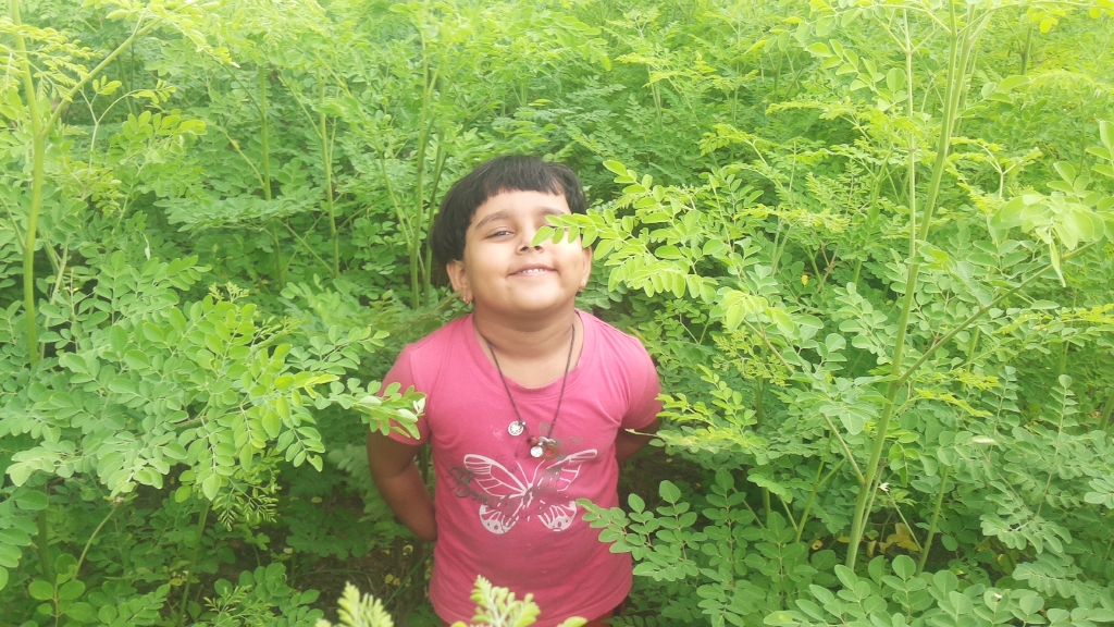 moringa_for_leaf moringa_for_leaf